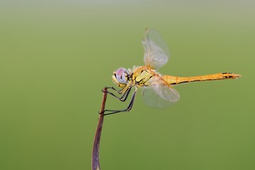 Libellula posata su un filo d'erba secco con lo sfondo verde