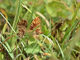 Paarung des seltenen Magerrasen-Perlmutterfalters (Boloria dia) am D&ouml;rnberg 