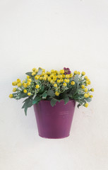 pot flower on white wall