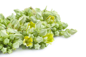 Cowslip Creeper on white background