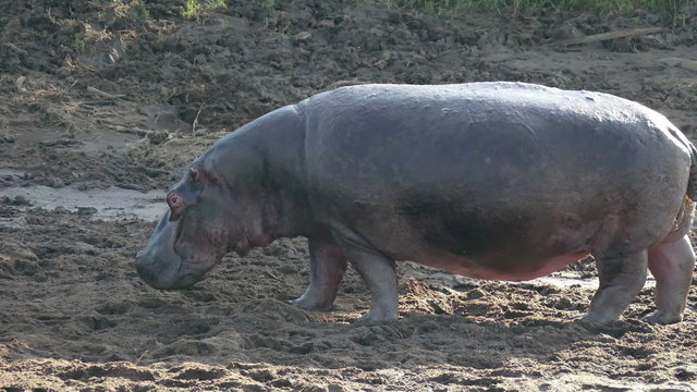 Hippo standing on river shore in dust safari static camera closeup. Africa. Kenya. Travel tourism adventure in wild animal nature.