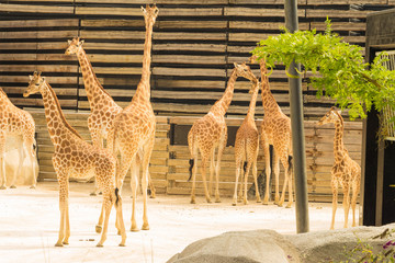 Naklejka premium Les girafes du parc zoologique de Paris, France