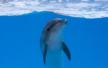 Happy dolphin in dolphinarium in Batumi, Georgia