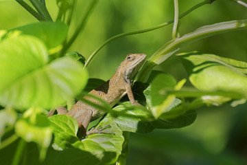 Indian gecko inside a bush looking out ,  Kolkata, India