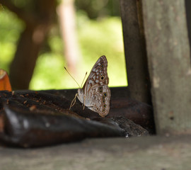 Enodia/Side view of a Enodia Butterfly 