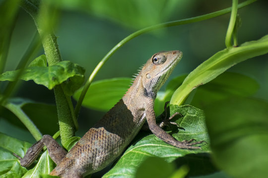 Indian gecko inside a bush looking out ,  Kolkata, India