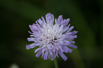 Полевой цветок