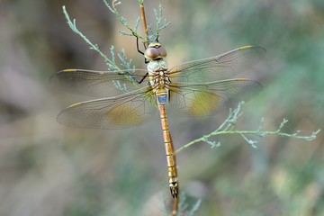 Libellula posata su un ramo