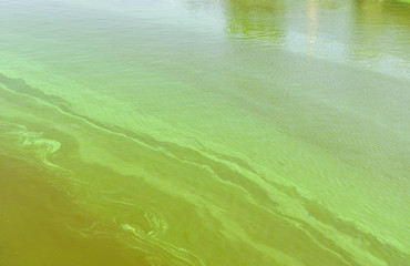 Big Ukrainian river Dnepr covered by Cyanobacterias as a result of hot summers