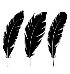 Set feathers isolated on white background