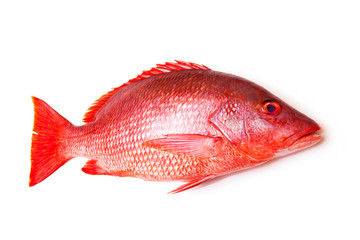 Northern Red Snapper fish Lutjanus campechanusfish isolated on a white background. - obrazy, fototapety, plakaty