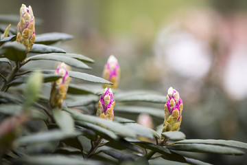 Rhododendron bloom in spring. Beautiful picture.
