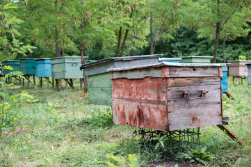 apiary in the woods