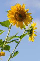 two sunflowers on natural blue sky and daylight