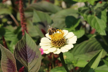 White "Common Zinnia" flower (or Elegant Zinnia, Youth-and-old-age) with a bee in Innsbruck, Austria. Its scientific name is Zinnia Elegans, native to Mexico. 