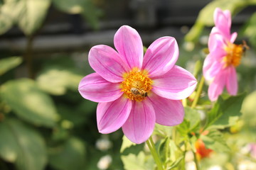  "Dahlia Pink Seedling" flower with bee in Innsbruck, Austria. It is classified as "Single Flowered Dahlia" and native to Mexico. 
