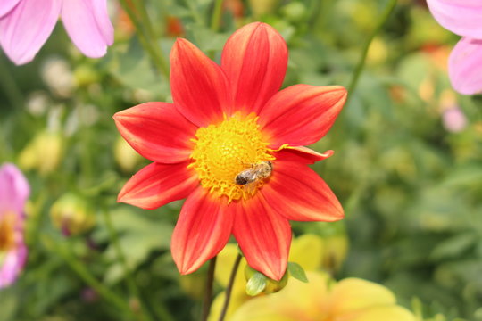 Red "Dahlia Single Fimbriated Seedling" flower with bee in Innsbruck, Austria. It is classified as "Single Flowered Dahlia" and native to Mexico.