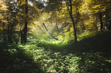 Fototapeta na wymiar sun shining in colorful forest