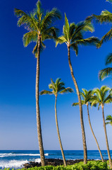 Obraz na płótnie Canvas Palm trees on an exotic beach.
