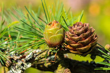 Modrzew japoński /Larix kaempferi Carriere/