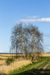 rural landscape with fields and trees in Usedom