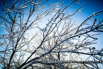 Obraz premium Frozen tree branches