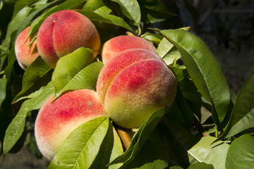 Peaches on tree.
