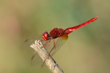 Libellula posata su un ramo