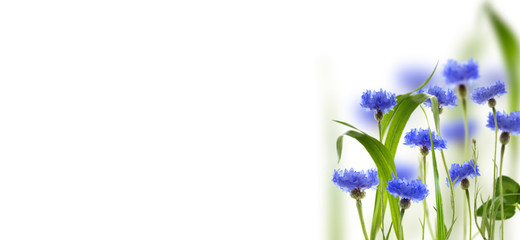 Meadow cornflowers and grass. Collage.