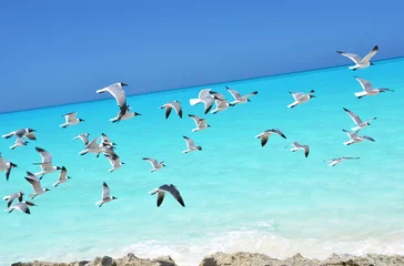Foto op Plexiglas Meeuwen aan de kust van Little Exuma, Bahama& 39 s © HappyAlex