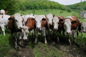Fototapeta na wymiar Gang de vaches
