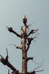 tree on clear blue sky - retro tone