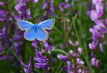 Buttrefly _ Stock Image
