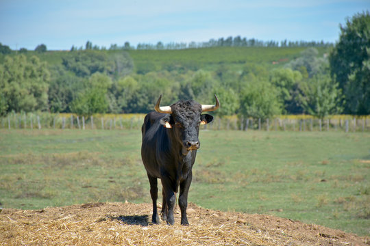 Taurillon Bilder Durchsuchen 207 Archivfotos, und