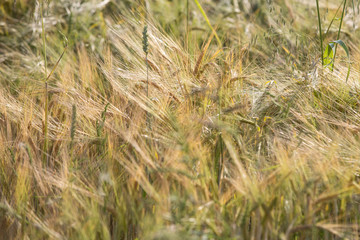 Fototapeta premium golden wheat field and sunny day 