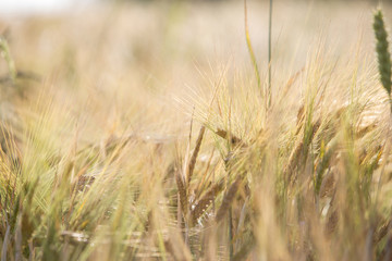 golden wheat field and sunny day
