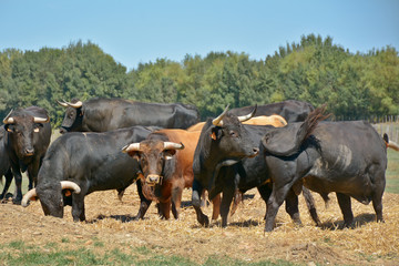 jeunes taureaux espagnol en pâture
