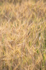 Fototapeta premium golden wheat field and sunny day 