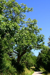 route de campagne,bordée de grands arbres en été