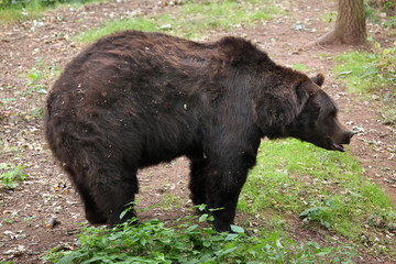 Eurasian brown bear (Ursus arctos arctos).
