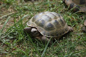 Russian tortoise (Agrionemys horsfieldii).