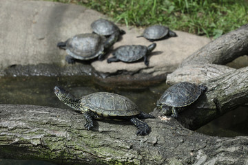 European pond turtle (Emys orbicularis).