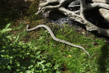 European viper (Vipera berus).