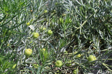 Wild Harmal (Peganum harmala) at summer time.