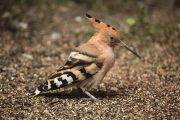 Eurasian hoopoe (Upupa epops).