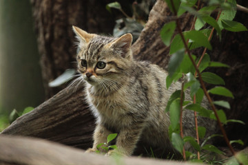 Naklejka na ściany i meble European wildcat (Felis silvestris silvestris) kitten.