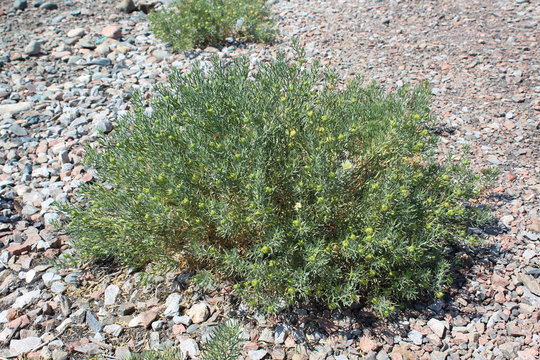 Wild Harmal (Peganum harmala) at summer time.