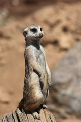 Meerkat (Suricata suricatta), also known as the suricate.