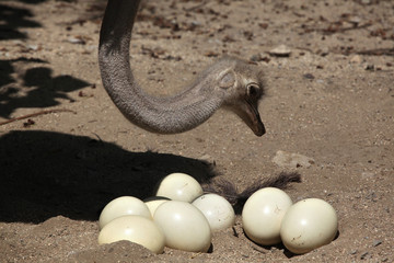 Ostrich (Struthio camelus) inspects its eggs in the nest.