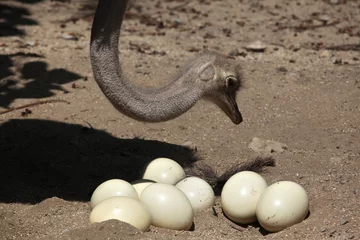 Cercles muraux Autruche Ostrich (Struthio camelus) inspects its eggs in the nest.